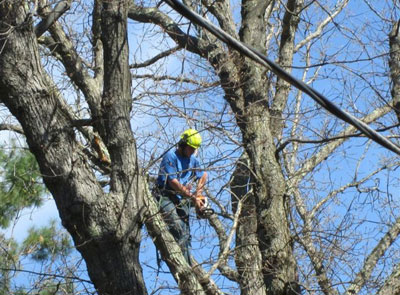 Large Shade Tree Pruning